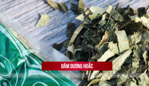 dâm dương hoắc