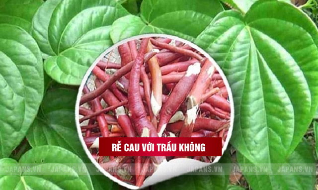 Kết hợp rễ cau với rễ trầu không