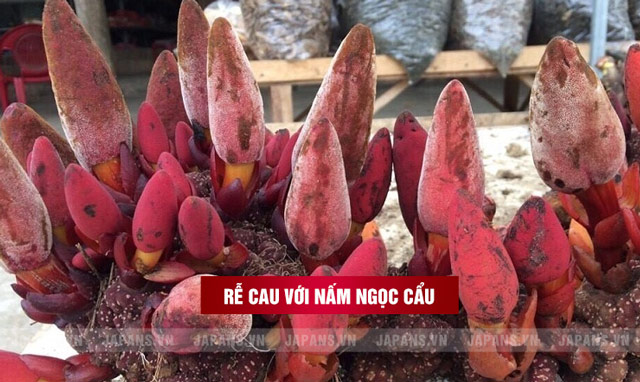 Kết hợp rễ cau với nấm ngọc cẩu
